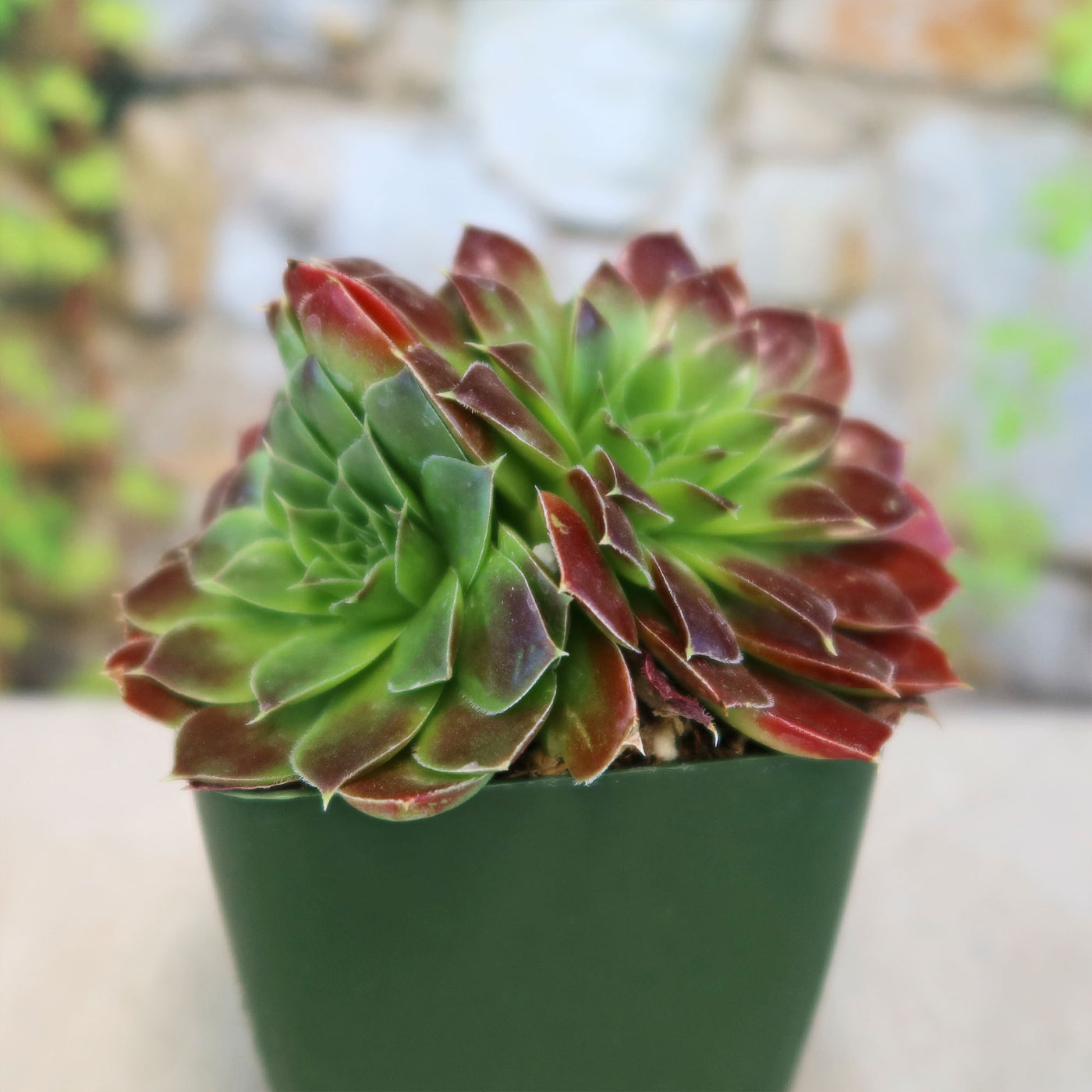 red and green leaf succulent Sempervivum heuffelii ‘Blaze’