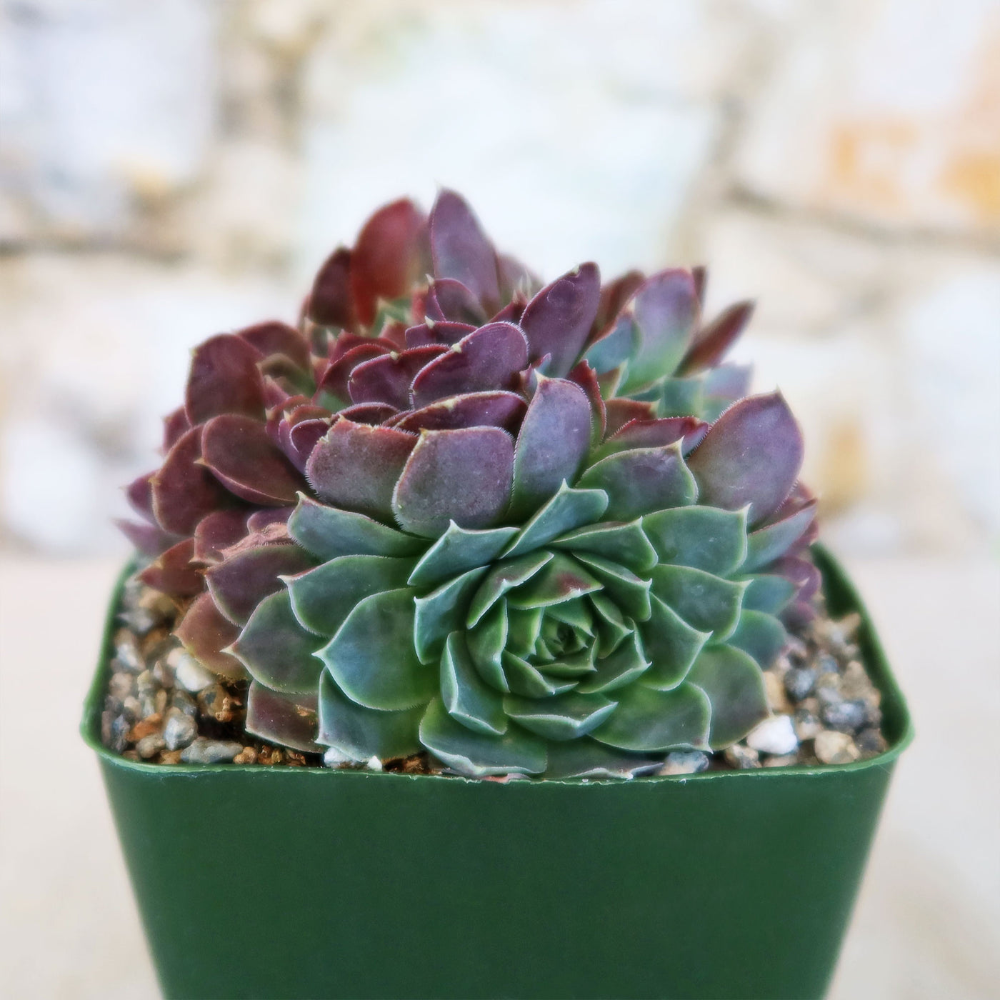 succulent with purple edges Sempervivum heuffelii ‘Coral Reef’