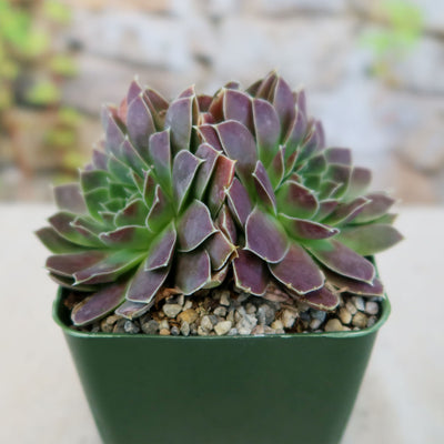 Sempervivum heuffelii 'Melanoheoff'