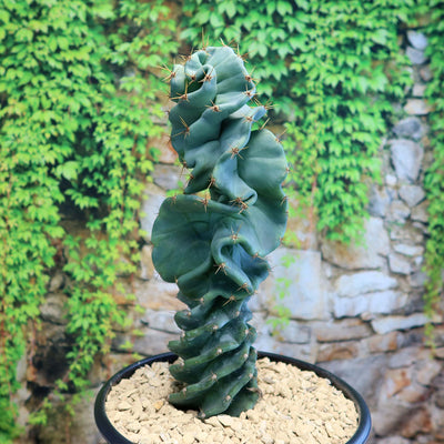 Cereus spiralis 'Turbulence'