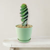Spiral Cactus - Cereus forbesii &