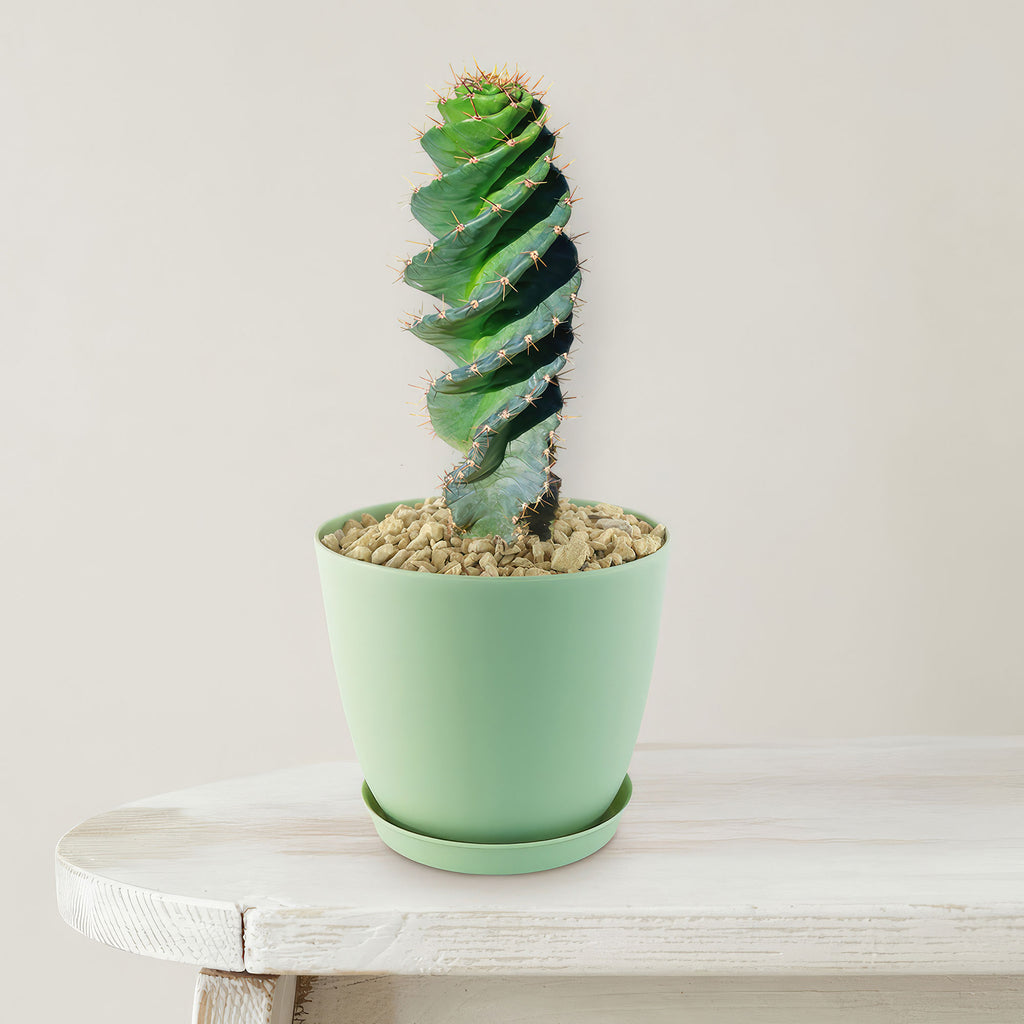 Spiral Cactus - Cereus forbesii &