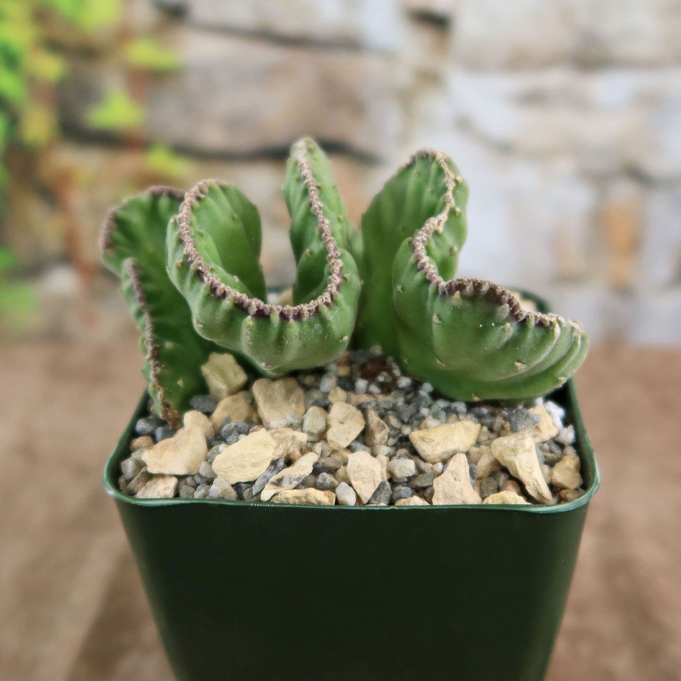 Shop 'Stapelia leendertziae cristata' Care and Growing Guide