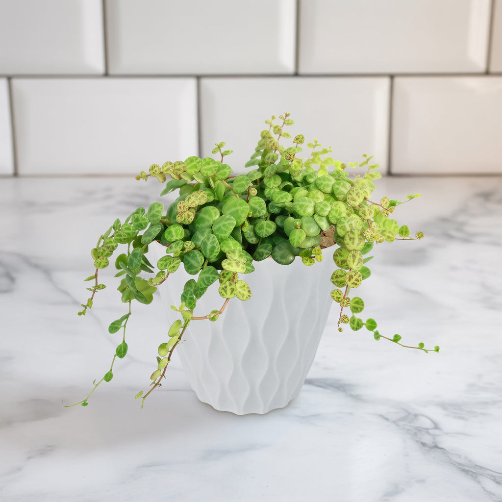 String of Turtles Plant ‘Peperomia prostrata’
