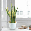 Variegated Snake Plant - Sansevieria laurentii