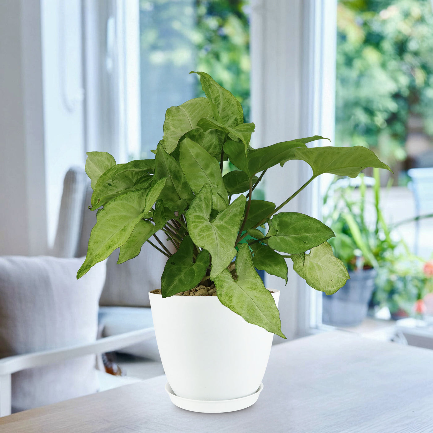 butterfly plants for pots White Butterfly Plant – Syngonium ‘White Butterfly’ 1 gal. / Light Green / With Pot