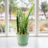 Zeylanica Snake Plant &