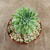 Sempervivum Tectorum var. Glaucum