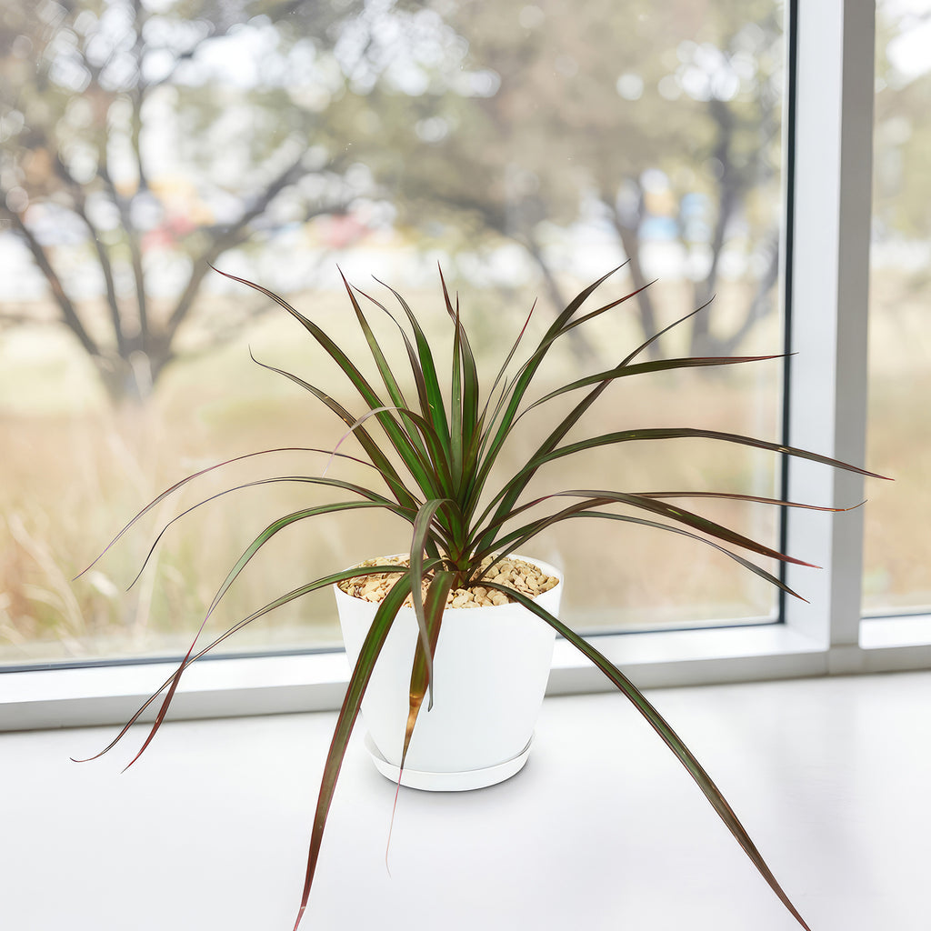 Madagascar Dragon Tree - Dracaena marginata ‘Magenta’