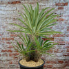 Multi Branch Madagascar Palm ‘Pachypodium lamerei’