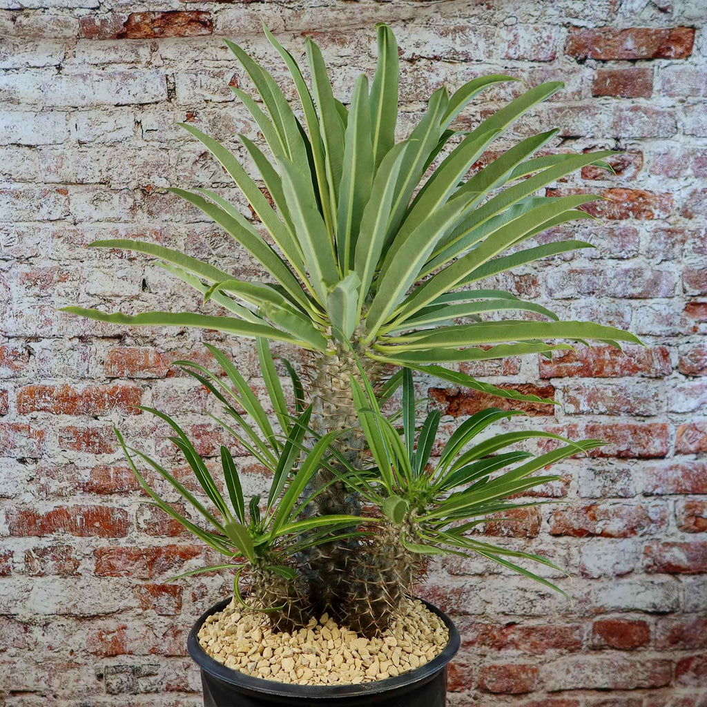 Multi Branch Madagascar Palm ‘Pachypodium lamerei’