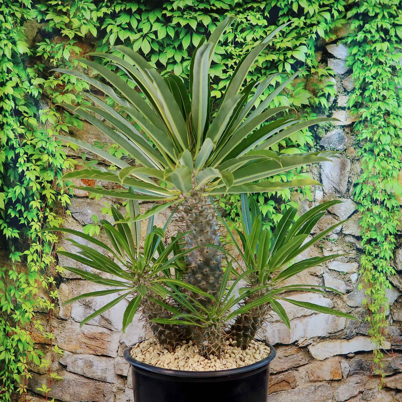 P. Madagascariense【大株】（TC）【02】 Shop 'Multi Branch Madagascar Palm – Pachypodium lamerei' Care
