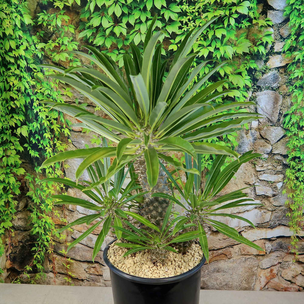 Multi Branch Madagascar Palm ‘Pachypodium lamerei’