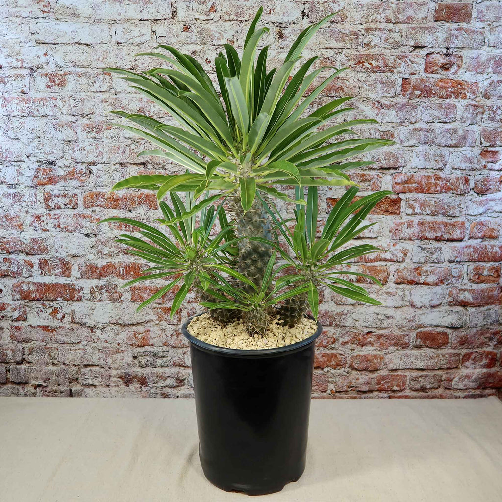 Multi Branch Madagascar Palm ‘Pachypodium lamerei’
