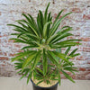 Multi Branch Madagascar Palm ‘Pachypodium lamerei’
