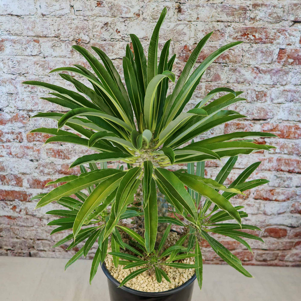 Multi Branch Madagascar Palm ‘Pachypodium lamerei’