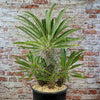 Multi Branch Madagascar Palm ‘Pachypodium lamerei’
