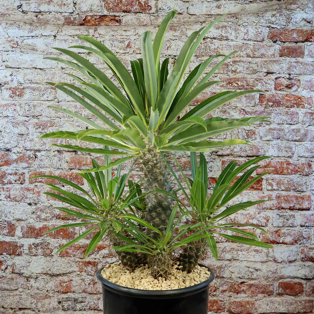 Multi Branch Madagascar Palm ‘Pachypodium lamerei’