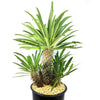 Multi Branch Madagascar Palm ‘Pachypodium lamerei’