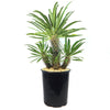 Multi Branch Madagascar Palm ‘Pachypodium lamerei’