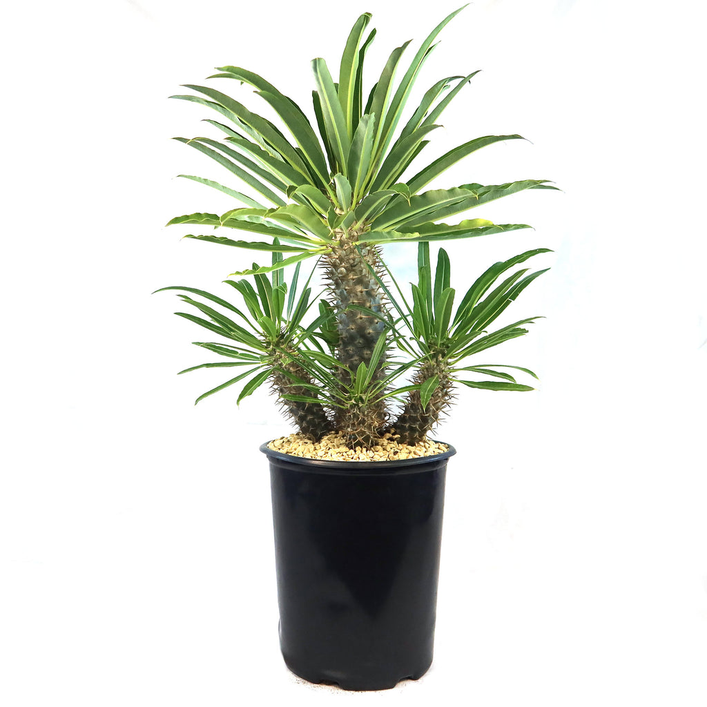 Multi Branch Madagascar Palm ‘Pachypodium lamerei’
