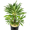 Multi Branch Madagascar Palm ‘Pachypodium lamerei’