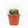 Multi-cluster Golden Barrel Cactus - Echinocactus grusonii