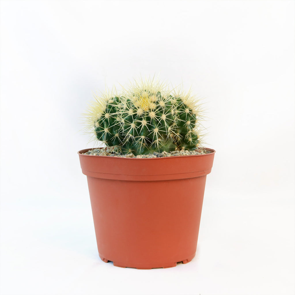 Multi-cluster Golden Barrel Cactus - Echinocactus grusonii