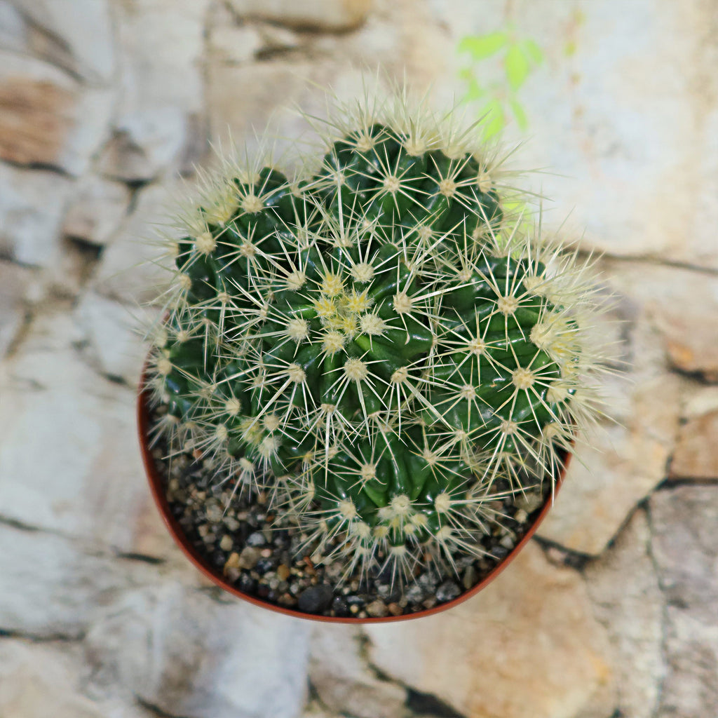 Multi-cluster Golden Barrel Cactus - Echinocactus grusonii