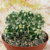 Multi-cluster Golden Barrel Cactus - Echinocactus grusonii