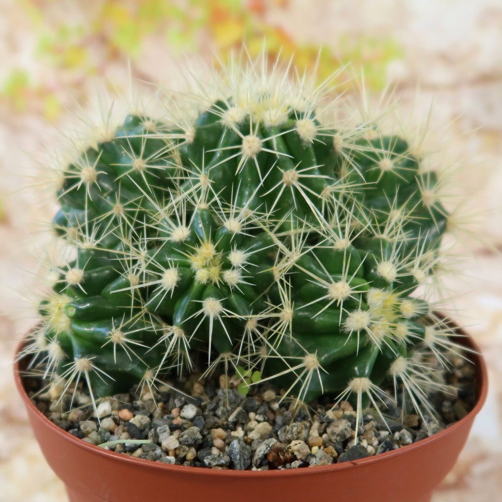 Multi-cluster Golden Barrel Cactus - Echinocactus grusonii