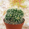 Multi-cluster Golden Barrel Cactus - Echinocactus grusonii