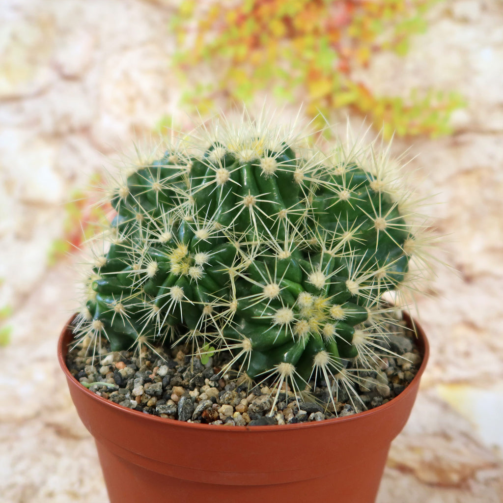 Multi-cluster Golden Barrel Cactus - Echinocactus grusonii