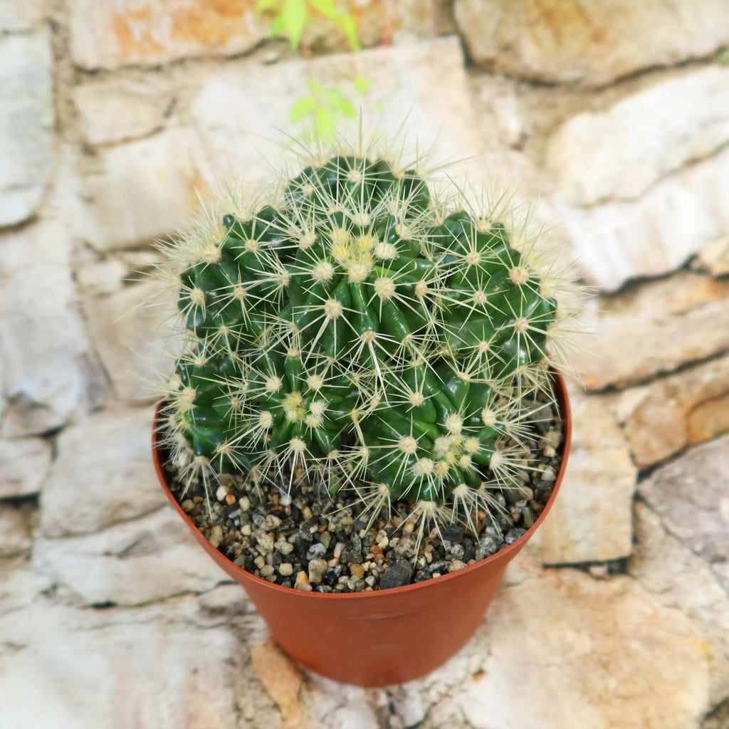 Multi-cluster Golden Barrel Cactus - Echinocactus grusonii