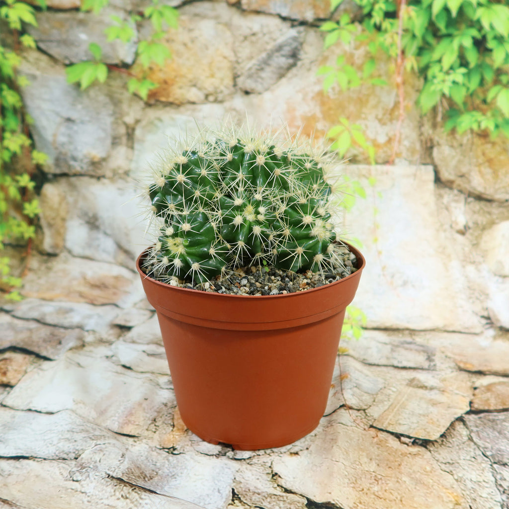 Multi-cluster Golden Barrel Cactus - Echinocactus grusonii