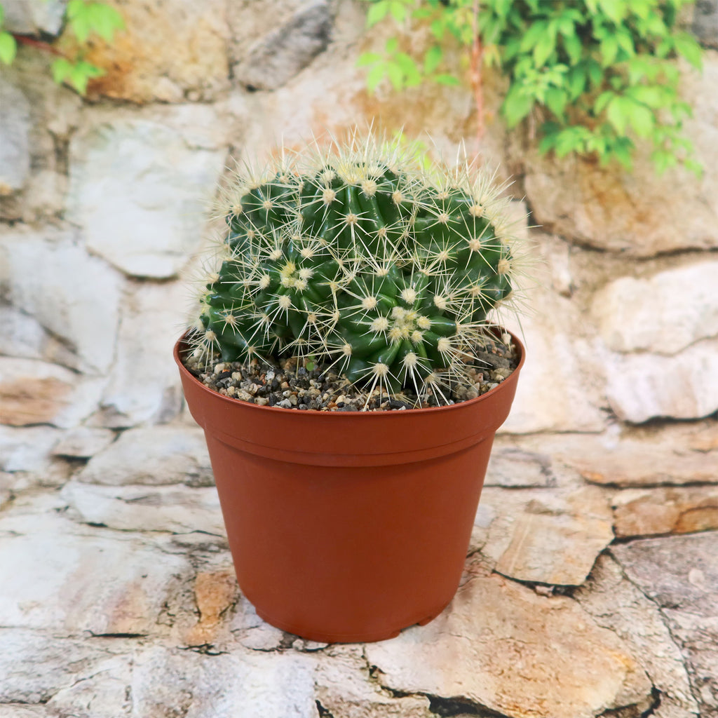 Multi-cluster Golden Barrel Cactus - Echinocactus grusonii