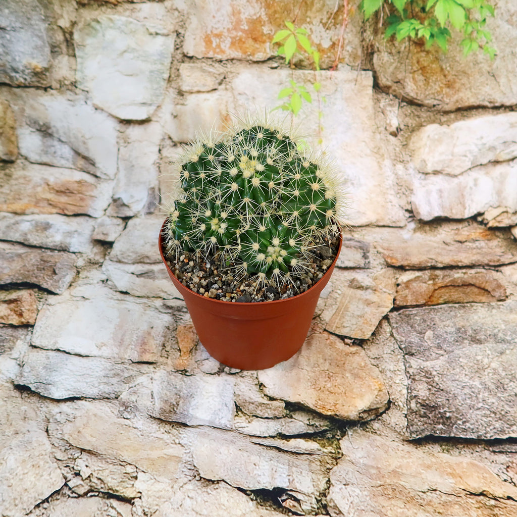 Multi-cluster Golden Barrel Cactus - Echinocactus grusonii