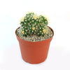 Multi-cluster Golden Barrel Cactus - Echinocactus grusonii