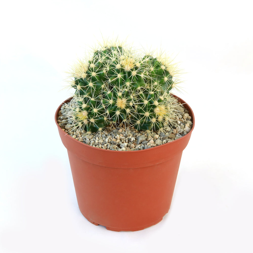 Multi-cluster Golden Barrel Cactus - Echinocactus grusonii