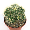 Multi-cluster Golden Barrel Cactus - Echinocactus grusonii
