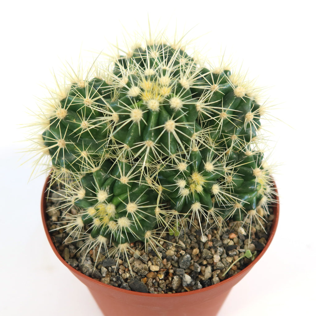 Multi-cluster Golden Barrel Cactus - Echinocactus grusonii