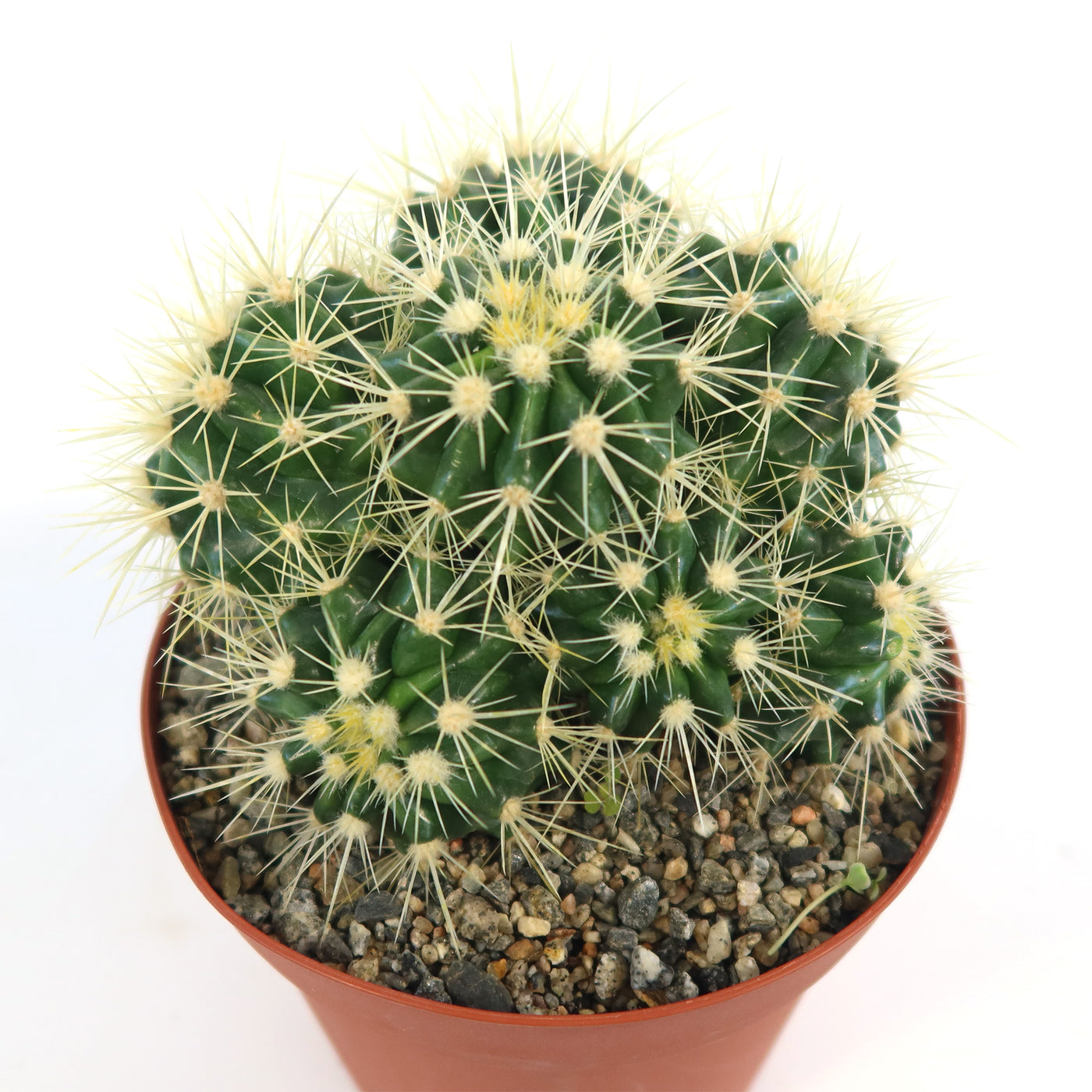 spilly cactus Shop Multi-Cluster Golden Barrel Cactus 'E. grusonii'