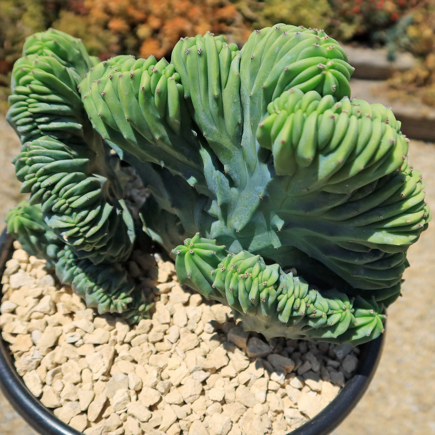 Myrtillocactus geometrizans crested - Dinosaur Back Plant