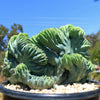 Myrtillocactus geometrizans crested - Dinosaur Back Plant