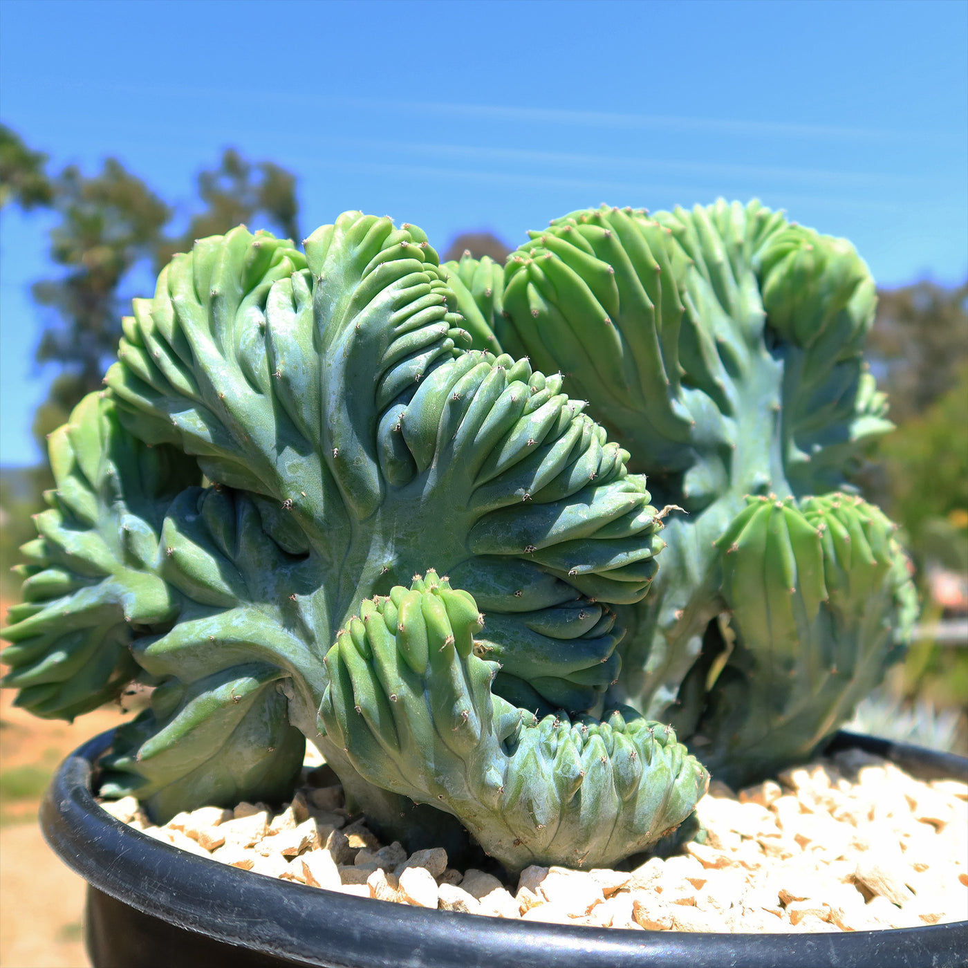 Myrtillocactus geometrizans crested - Dinosaur Back Plant