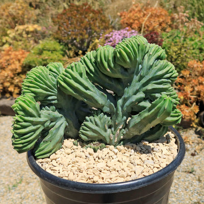 Myrtillocactus geometrizans crested - Dinosaur Back Plant