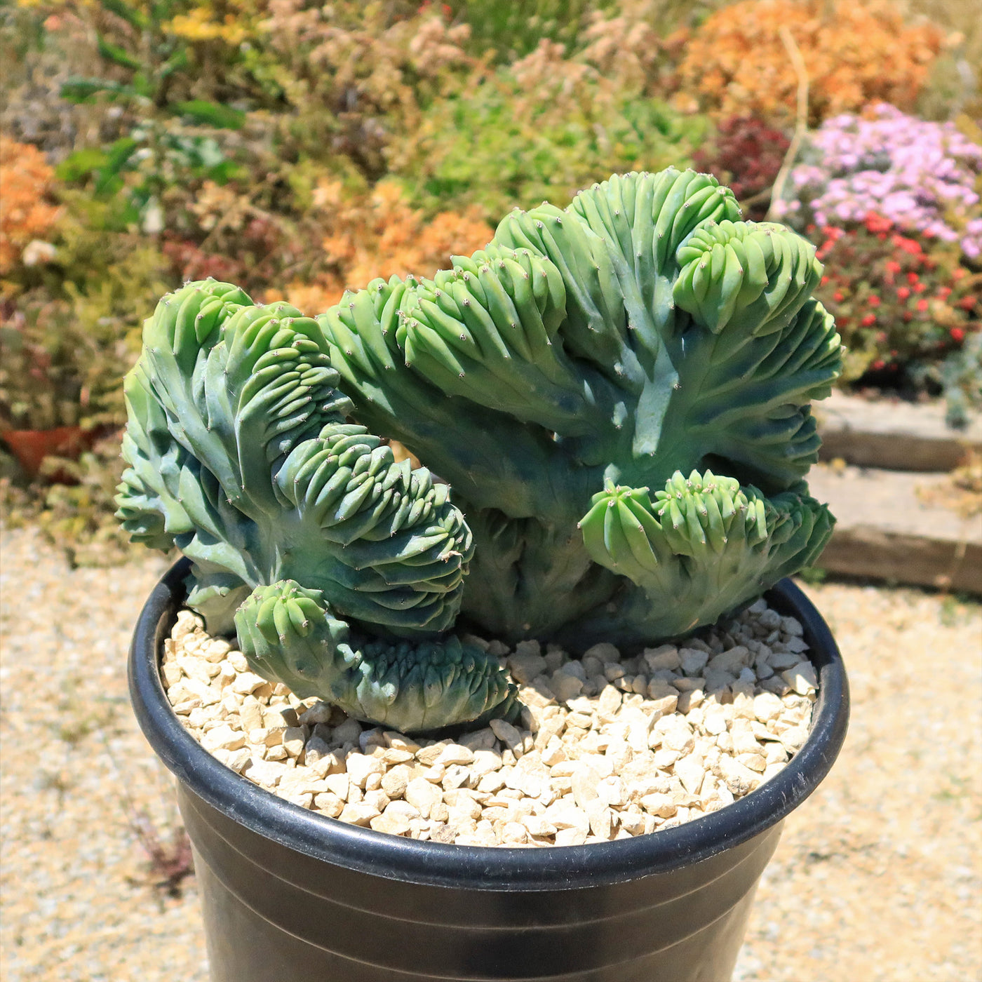 Myrtillocactus geometrizans crested - Dinosaur Back Plant