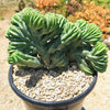 Myrtillocactus geometrizans crested - Dinosaur Back Plant