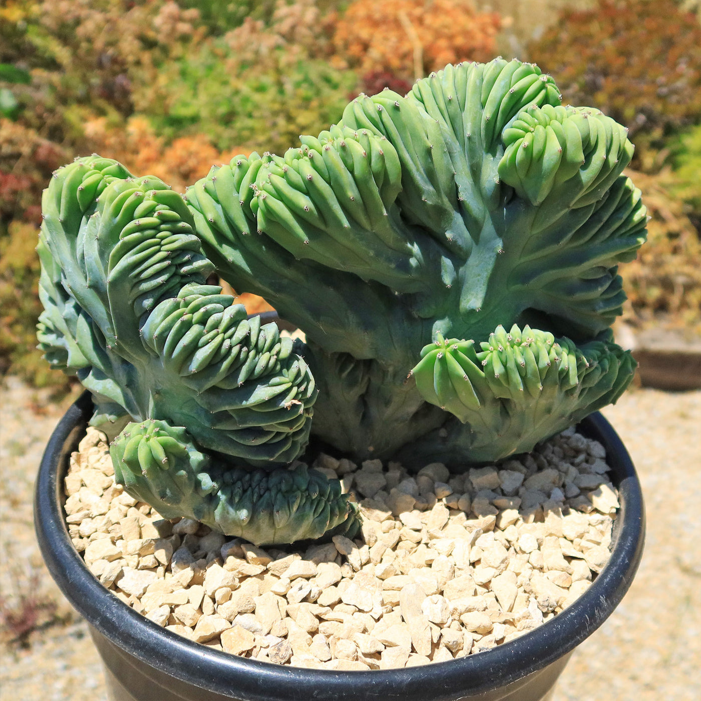 Myrtillocactus geometrizans crested - Dinosaur Back Plant