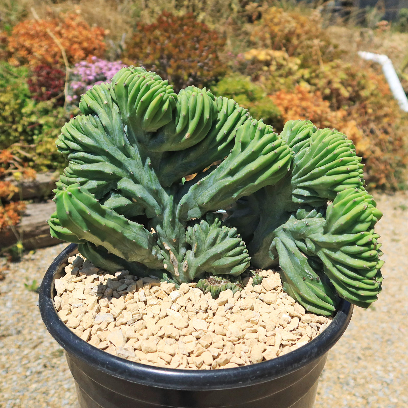 Myrtillocactus geometrizans crested - Dinosaur Back Plant